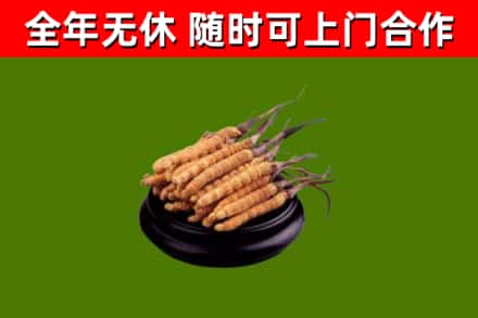 樊城回收散虫草