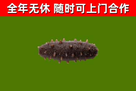 樊城回收海参干